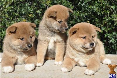  AKC Shiba Inu puppies 